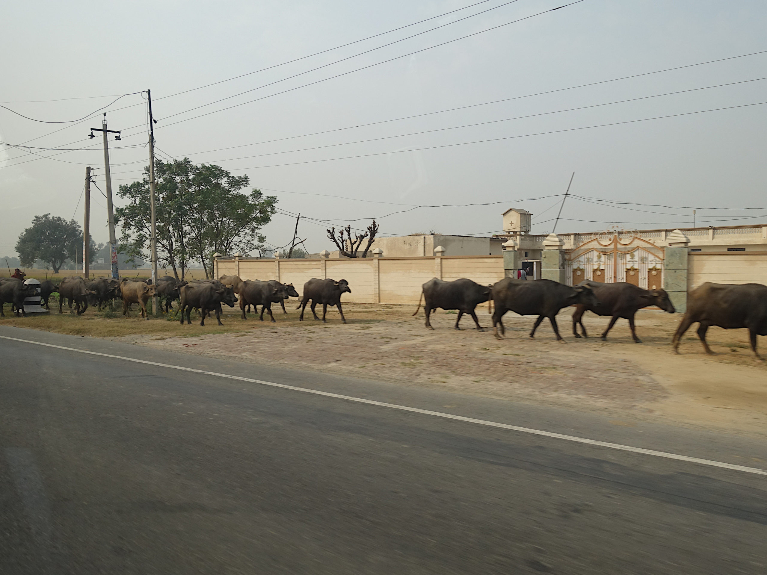Do cows prefer wheat straw or rice straw?｜Aakash Project (RIHN)